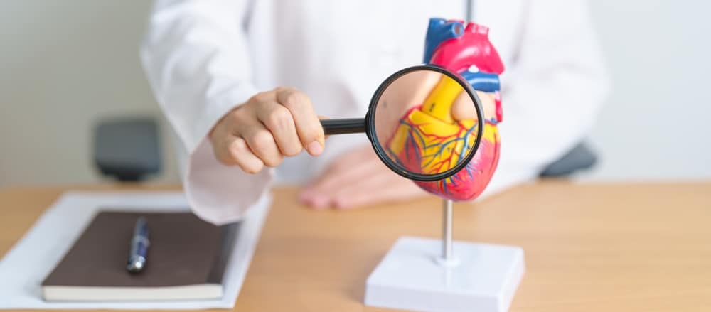 Doctor,With,Human,Heart,Anatomy,Model,And,Magnifying,Glass.,Cardiovascular